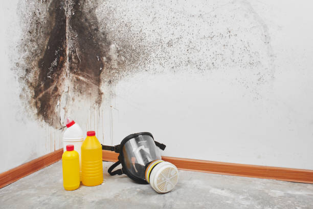 Mold Removal Process in New Hope, MN