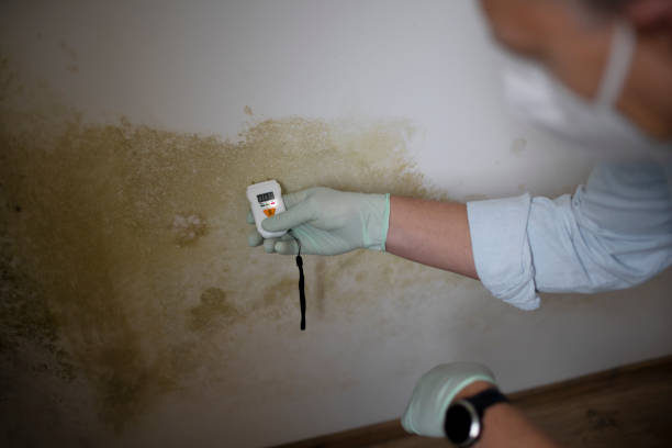 Professional Mold Removal in New Hope, MN